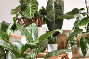 Urban jungle 1 300x200