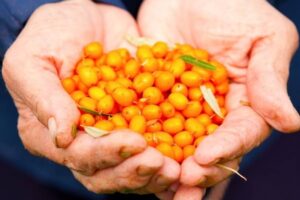 Walory rokitnika qvebjcn5e9b0g45siqkrbm5q07tox5z5h9r2vg0a9s 300x200