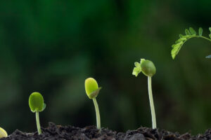 Wielopoziomowy rozwoj 300x200