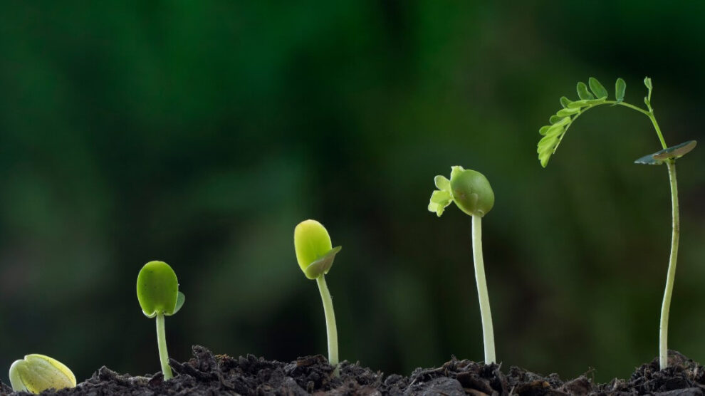 Wielopoziomowy rozwoj 990x556