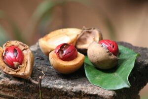 Ziola na chlod 1 300x200