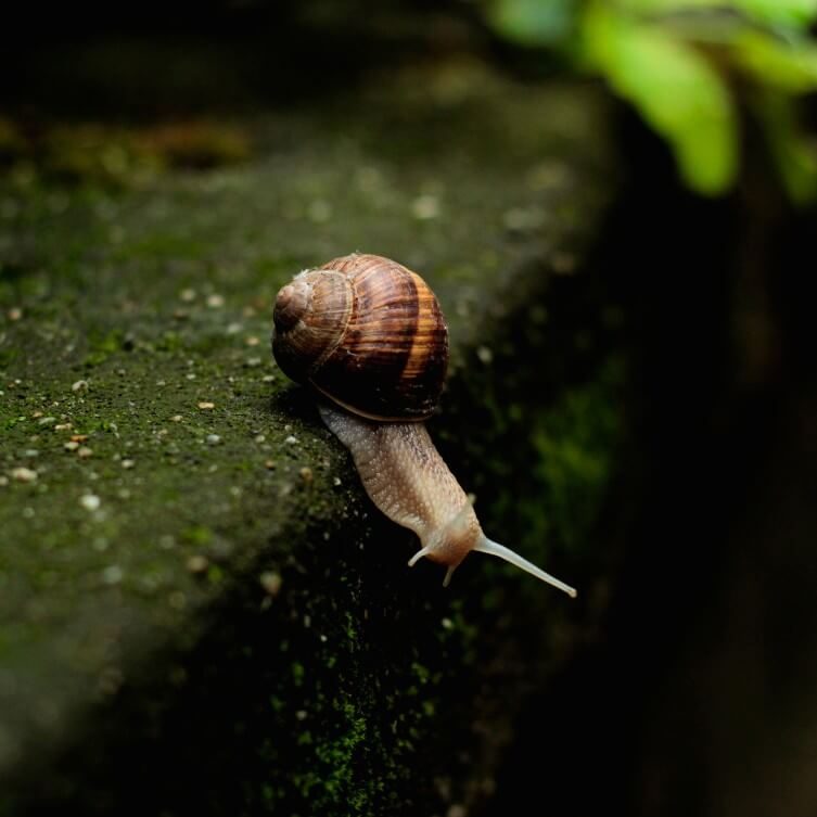 zwolnij tempo życia zwolnij tempo życia