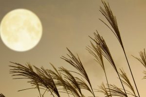 księżycowy kalendarz urody