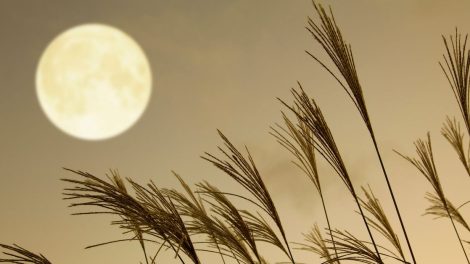 księżycowy kalendarz urody