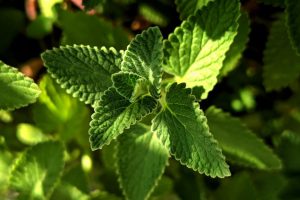 mięta pieprzowa olejki eteryczne