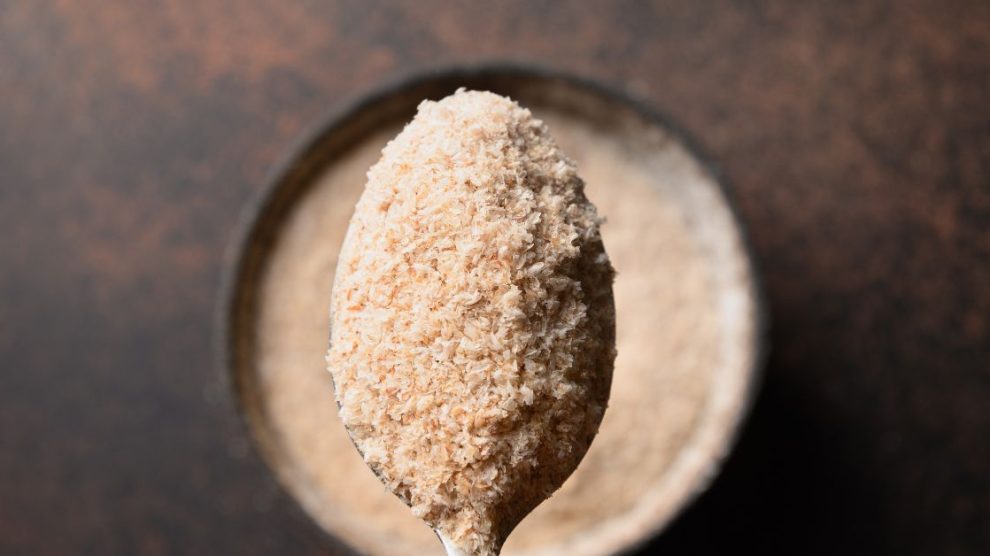 babka płesznik właściwości