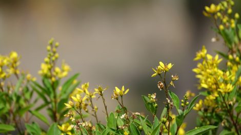 Dziurawiec 470x264