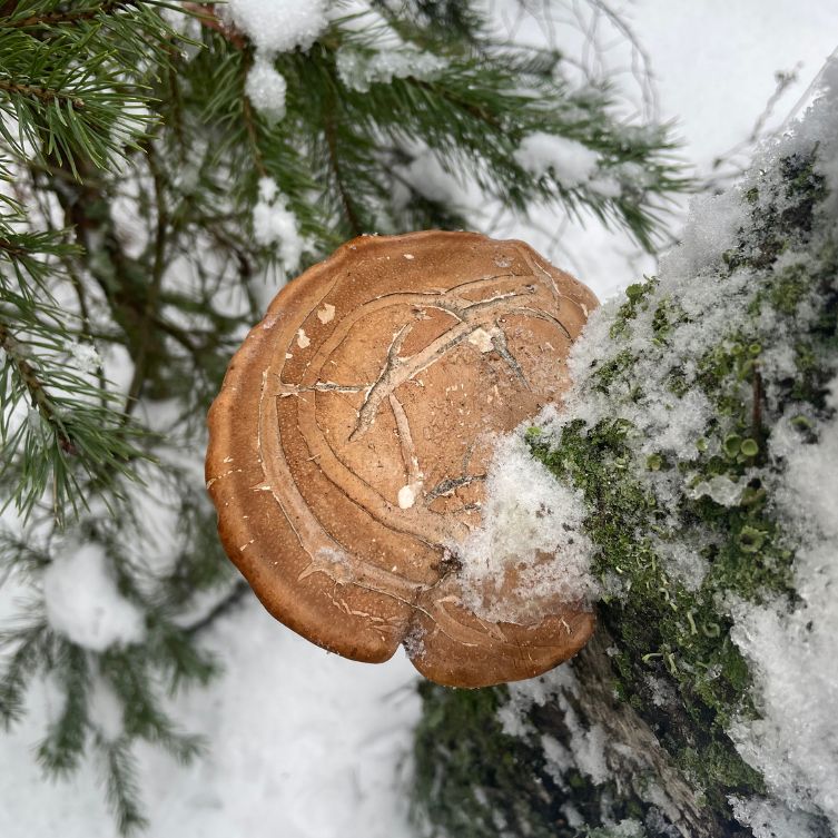 Bialoporek brzozowy