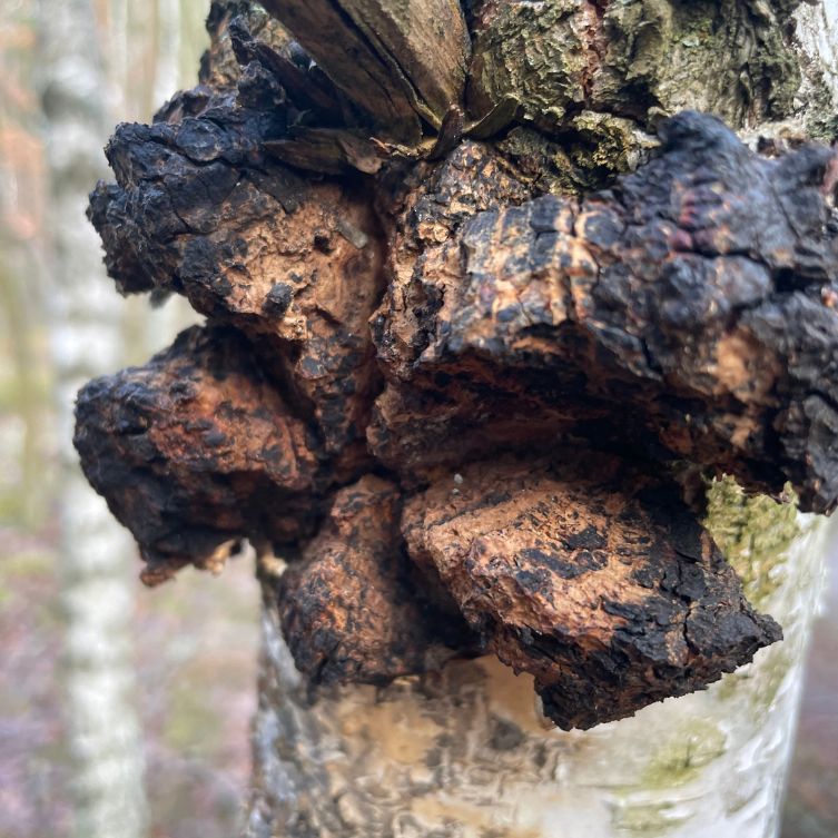 Chaga