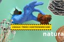 grzyby lecznicze i ich potencjał