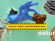 grzyby lecznicze i ich potencjał