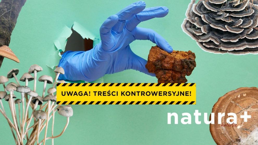 grzyby lecznicze i ich potencjał