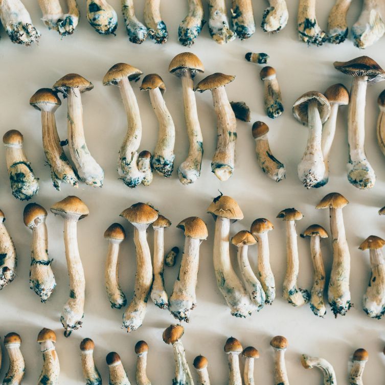 Psylocybe cubensis 2