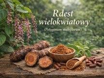 rdest wielokwiatowy na co działa
