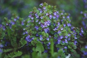 bluszczyk kurdybanek