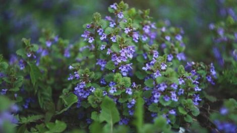 bluszczyk kurdybanek