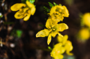 Forsycja 130x86