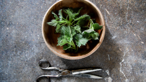 pędy młodej pokrzywy