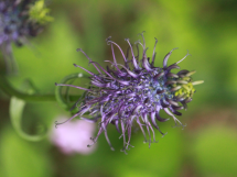 Blooming purple flower natural environment 215x161