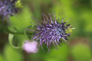 Blooming purple flower natural environment 300x200