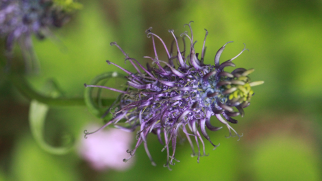 Blooming purple flower natural environment 470x264