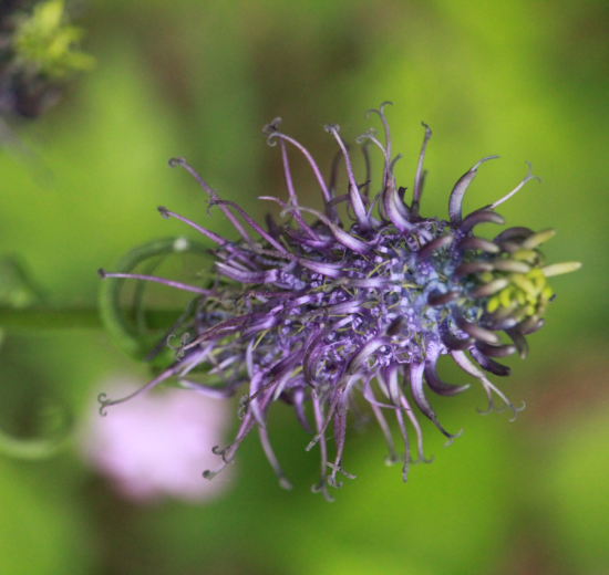 Blooming purple flower natural environment 550x520