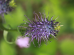 Blooming purple flower natural environment 74x55