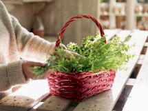 Close up woman arranging plants basket 215x161