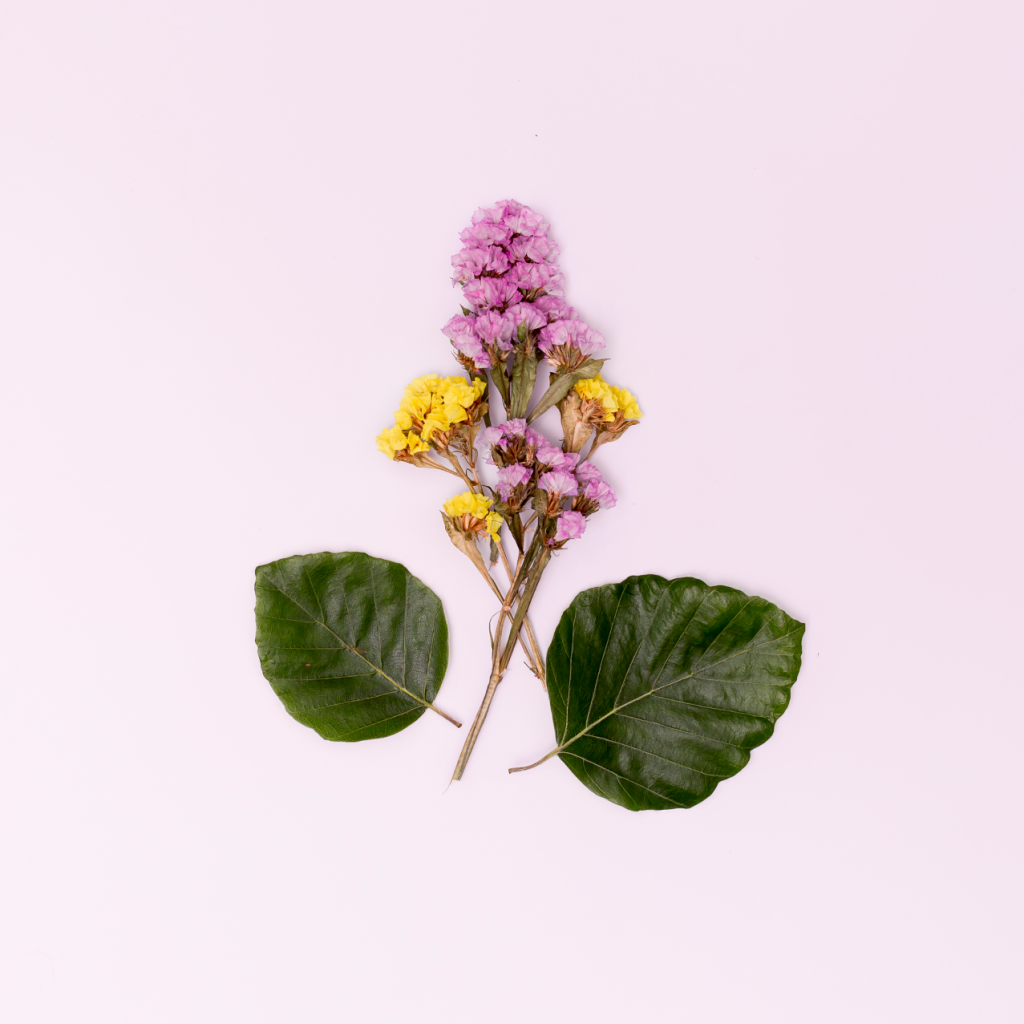 Cute design flower leaves forming plant 1024x1024