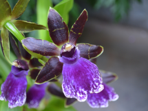 Garden with blooming dark purple orchid blossom 215x161