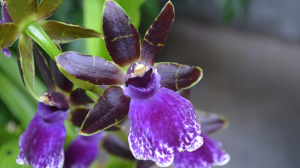 Garden with blooming dark purple orchid blossom 300x168