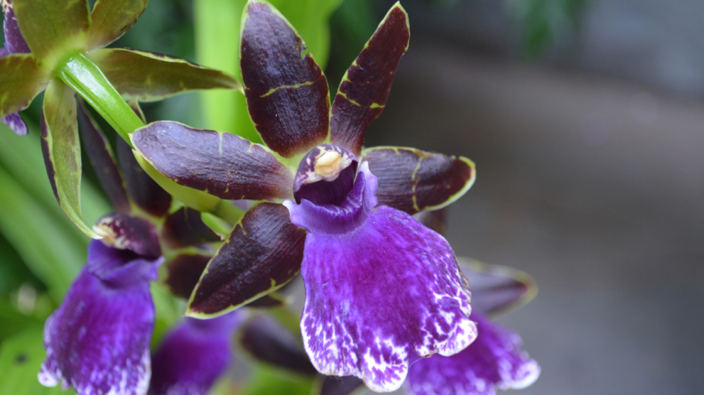 Garden with blooming dark purple orchid blossom 990x556