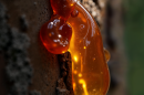Natural texture macrophotography 130x86