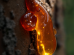 Natural texture macrophotography 74x55