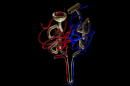 Nerki 2 130x86