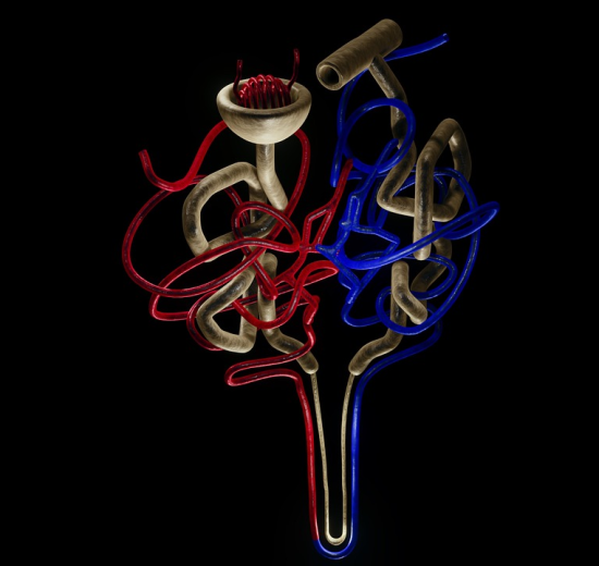 Nerki 2 550x520