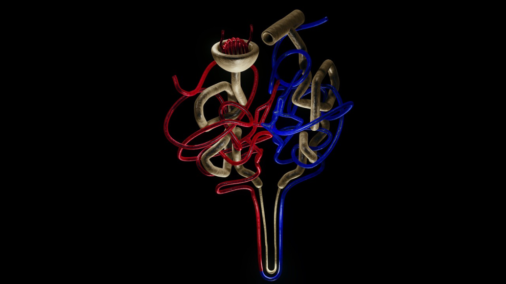 Nerki 2 990x556
