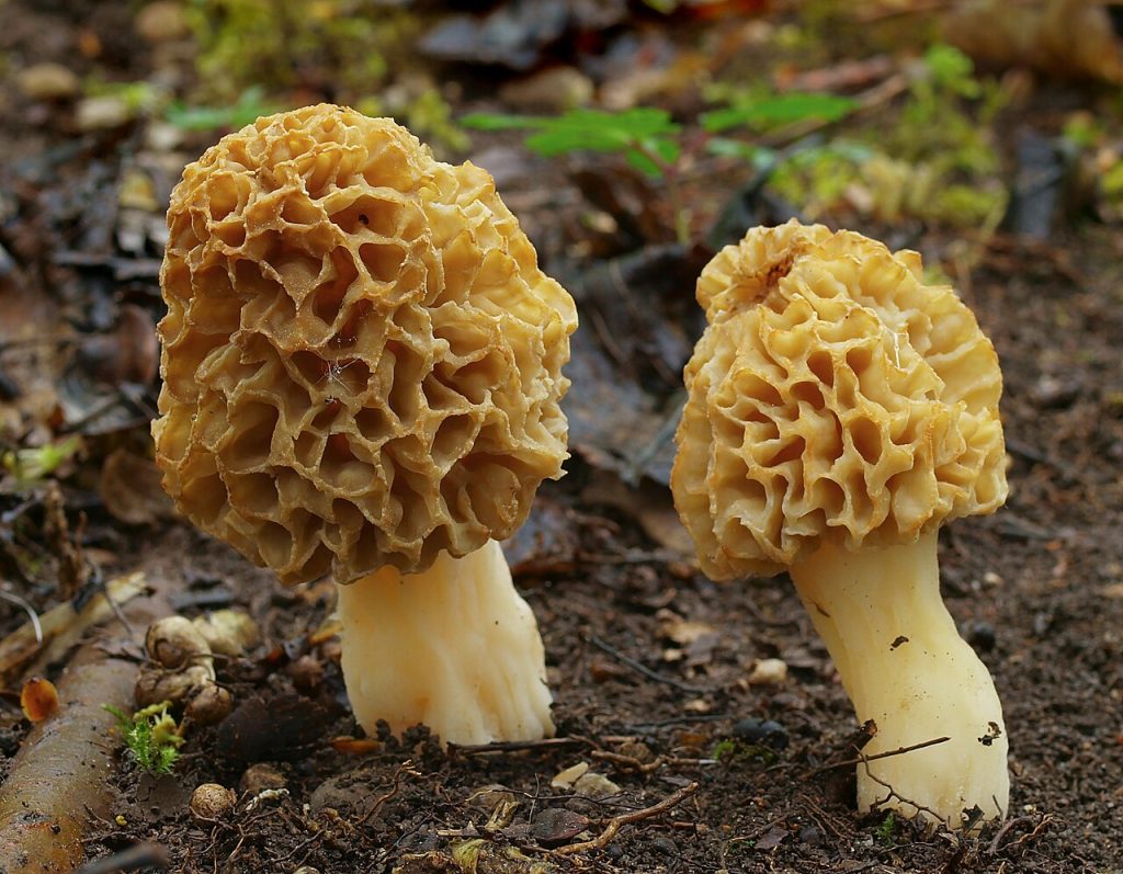 2011 04 30 Morchella esculenta 1024x797