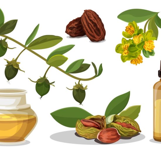 jojoba