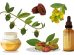 jojoba