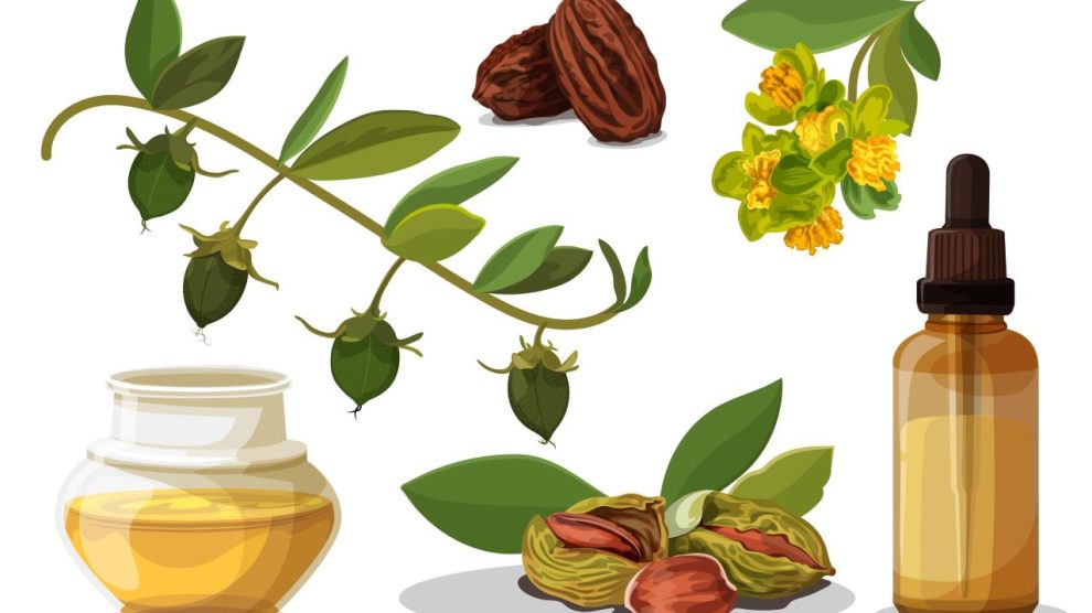 jojoba