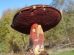 Boletus luridiformis G4 74x55
