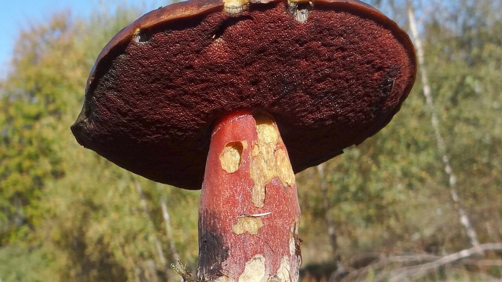 Boletus luridiformis G4 990x556