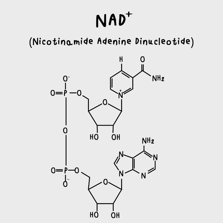 NAD czasteczka