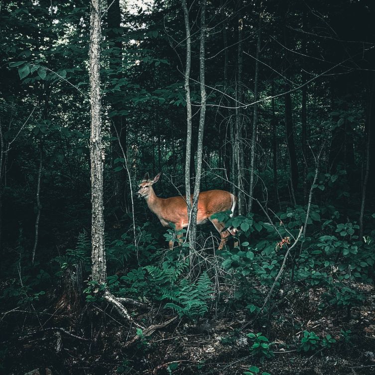 Rewilding