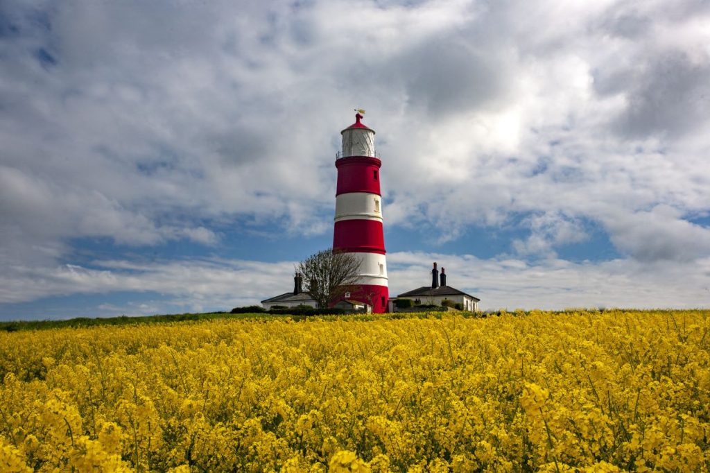 Happisburgh lighthouse middle field with yellow flowers norfolk uk 1024x682