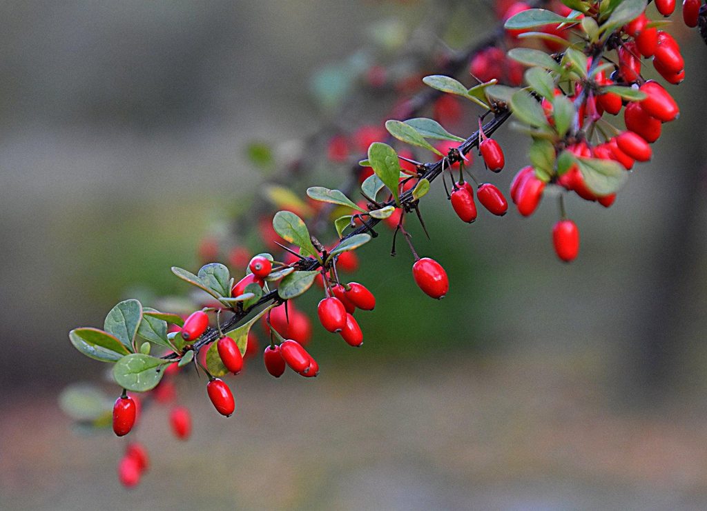 Berberys fot 1 1024x741