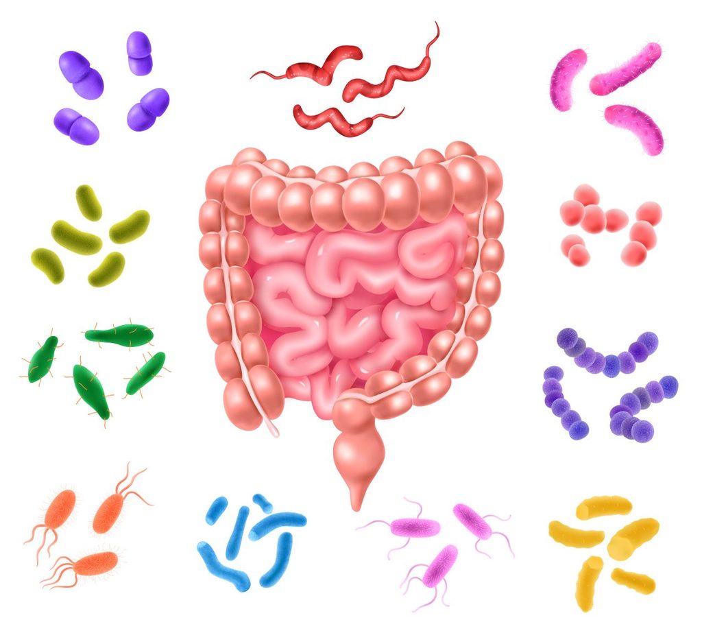 Colon 1024x923