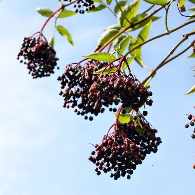 Czarny bez