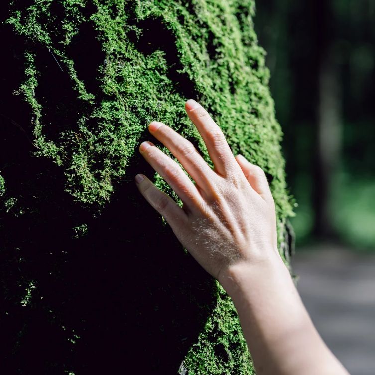 Dłoń dotykająca kory drzewa – kontakt z naturą